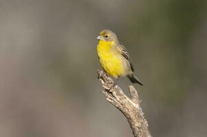 azafrán pinzón sicalis flaveola, la pampa, argentina. foto