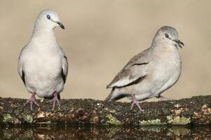 Picui Ground Dove,  in Calden forest environment, La Pampa province, Patagonia,Argentina. photo