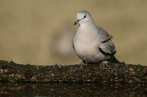 Picui Ground Dove,  in Calden forest environment, La Pampa province, Patagonia,Argentina. photo