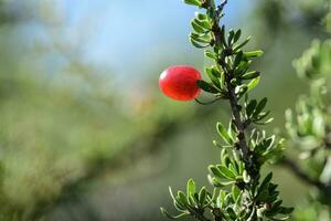 Red Wild fruits, in Patagonia Forest, Argentina photo