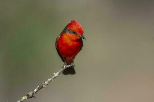 Vermilion Flycatcher perched,Pyrocephalus rubinus, La Pampa, Argentina photo