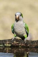 Parakeet,feeding on wild fruits, La Pampa, Patagonia, Argentina photo