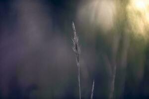 Grass in countryside pampas Argentina photo