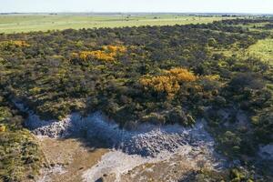 Calden forest landscape, Prosopis Caldenia plants, La Pampa province, Patagonia, Argentina. photo