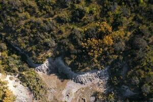 Calden forest landscape, Prosopis Caldenia plants, La Pampa province, Patagonia, Argentina. photo