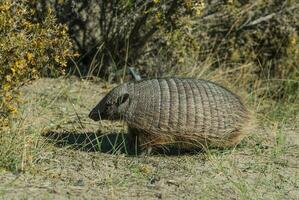 Hairy Armadillo, in desert environment, Peninsula Valdes, Patagonia, Argentina photo