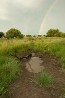 Rural landscape and rainbow,Buenos Aires province , Argentina photo