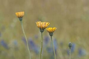 Yellow wild flower in Patagonia, Argentina photo