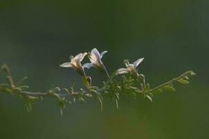 Wild flowers in semi desertic environment, Calden forest, La Pampa Argentina photo