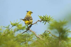 amarillo cardenal, gobernadora cresta, en peligro de extinción especies en la pampa, argentina foto