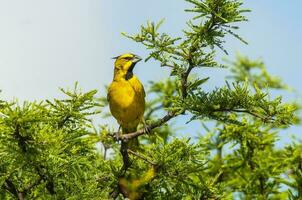 amarillo cardenal, gobernadora cresta, en peligro de extinción especies en la pampa, argentina foto