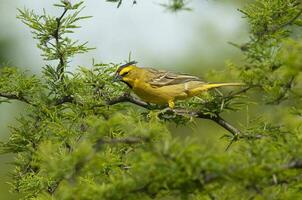 amarillo cardenal, gobernadora cresta, en peligro de extinción especies en la pampa, argentina foto