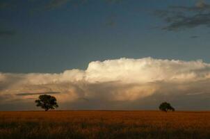 pampa árbol paisaje, la pampa provincia, Patagonia, argentina. foto