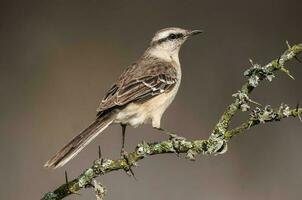 Chalk browed Mockingbird, La Pampa Province, Patagonia, Argentina photo