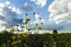 Wild flower, La Pampa.  Patagonia, Argentina photo