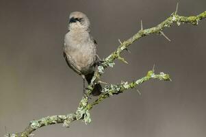 bahía con alas cowbird en caldén bosque ambiente, la pampa provincia, Patagonia, argentina. foto