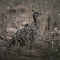 Elegant crested tinamou, Eudromia elegans, Pampas grassland environment, La Pampa province, Patagonia, Argentina. photo