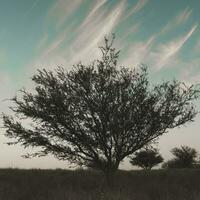 Lonely tree in thick fog at dawn, in Pampas Landscape, La Pampa Province, Patagonia, Argentina. photo