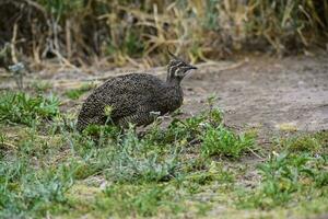 Elegant crested tinamou, Eudromia elegans, Pampas grassland environment, La Pampa province, Patagonia, Argentina. photo