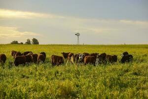 Cattle in the Pampas Countryside, Argentine meat production, La Pampa, Argentina. photo