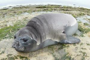 Elephant seal, Peninsula Valdes, Unesco World Heritage Site, Patagonia, Argentina photo