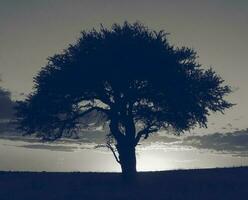 Rural landscape, Buenos Aires province , Argentina photo