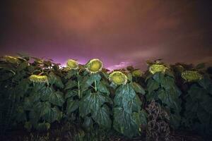 campo girasoles con Tormentoso cielo, pampa, argentina foto