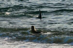 Killer whale hunting sea lions on the paragonian coast, Patagonia, Argentina photo