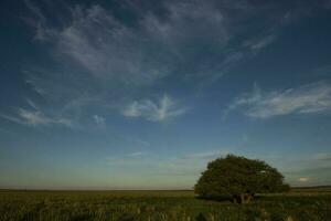 Pampas tree landscape, La Pampa province, Patagonia, Argentina. photo