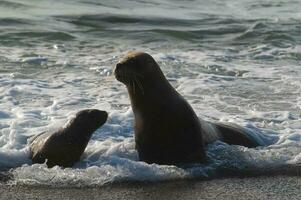 Mother and baby sea lion ,Peninsula Valdes, Chubut,Patagonia ,Argentina photo