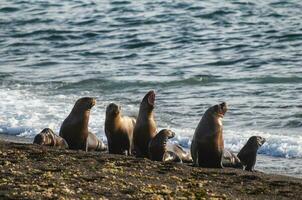 South American  Sea Lion Otaria flavescens Female,Peninsula Valdes ,Chubut,Patagonia, Argentina photo