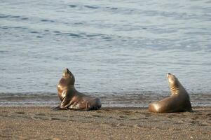 Sea Lions on beach, Peninsula Valdes, World Heritage Site, Patagonia, Argentina photo