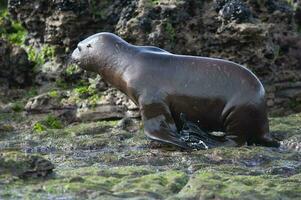 Sea Lion baby, Peninsula Valdes, Unesco World Heritage Site,Patagonia, Argentina photo