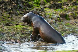 sur americano mar león cachorro,península Valdés, chubut patagonia ,argentina foto