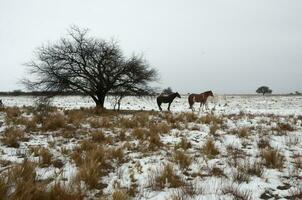 Snowy landscape in rural environment in La Pampa, Patagonia,  Argentina. photo