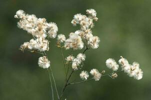 Wild flowers in semi desertic environment, Calden forest, La Pampa Argentina photo