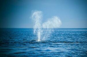 Southern right whale,breathing, Puerto Madryn, Patagonia, Argentina photo