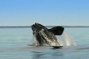 Southern right whale,jumping behavior, Puerto Madryn, Patagonia, Argentina photo