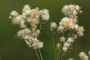 Wild flowers in semi desertic environment, Calden forest, La Pampa Argentina photo