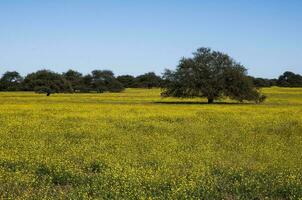 Flowered field in the Pampas Plain, La Pampa Province, Patagonia, Argentina. photo