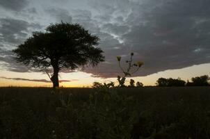 Pampas tree landscape, La Pampa province, Patagonia, Argentina. photo