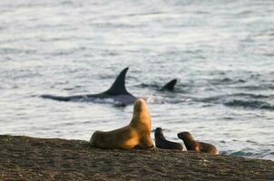 orca caza, Patagonia argentina foto