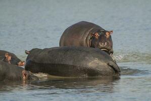 Hippopotamus , Kruger National Park , Africa photo