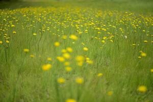 Wild flower background in Patagonia, Argentina photo