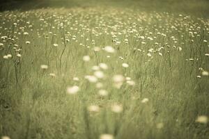 Wild flower background in Patagonia, Argentina photo