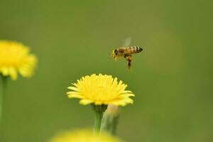 Bee on a wild flower, Patagonia photo