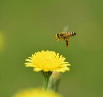 Bee on a wild flower, Patagonia photo