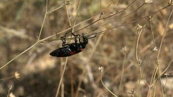 un rojo negro manchado soldado escarabajo en hojas de seco hierba hierba video