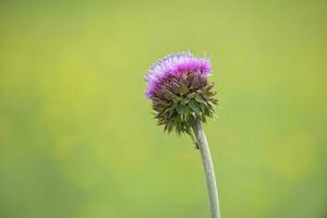 Thorny wild flower in Patagonia, Argentina photo