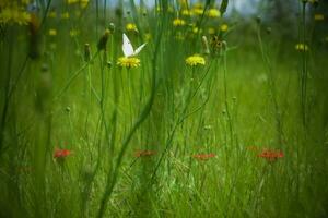 Butterfly on a wild flower in Patagonia, Argentina photo